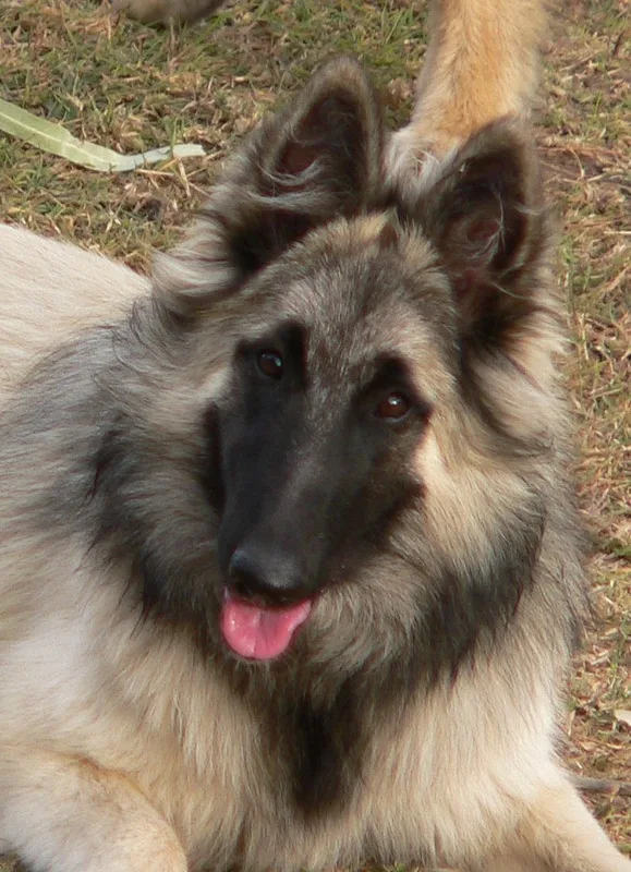 Picture