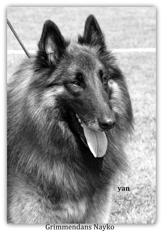 Picture